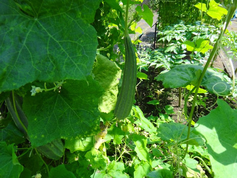 つる植物一覧