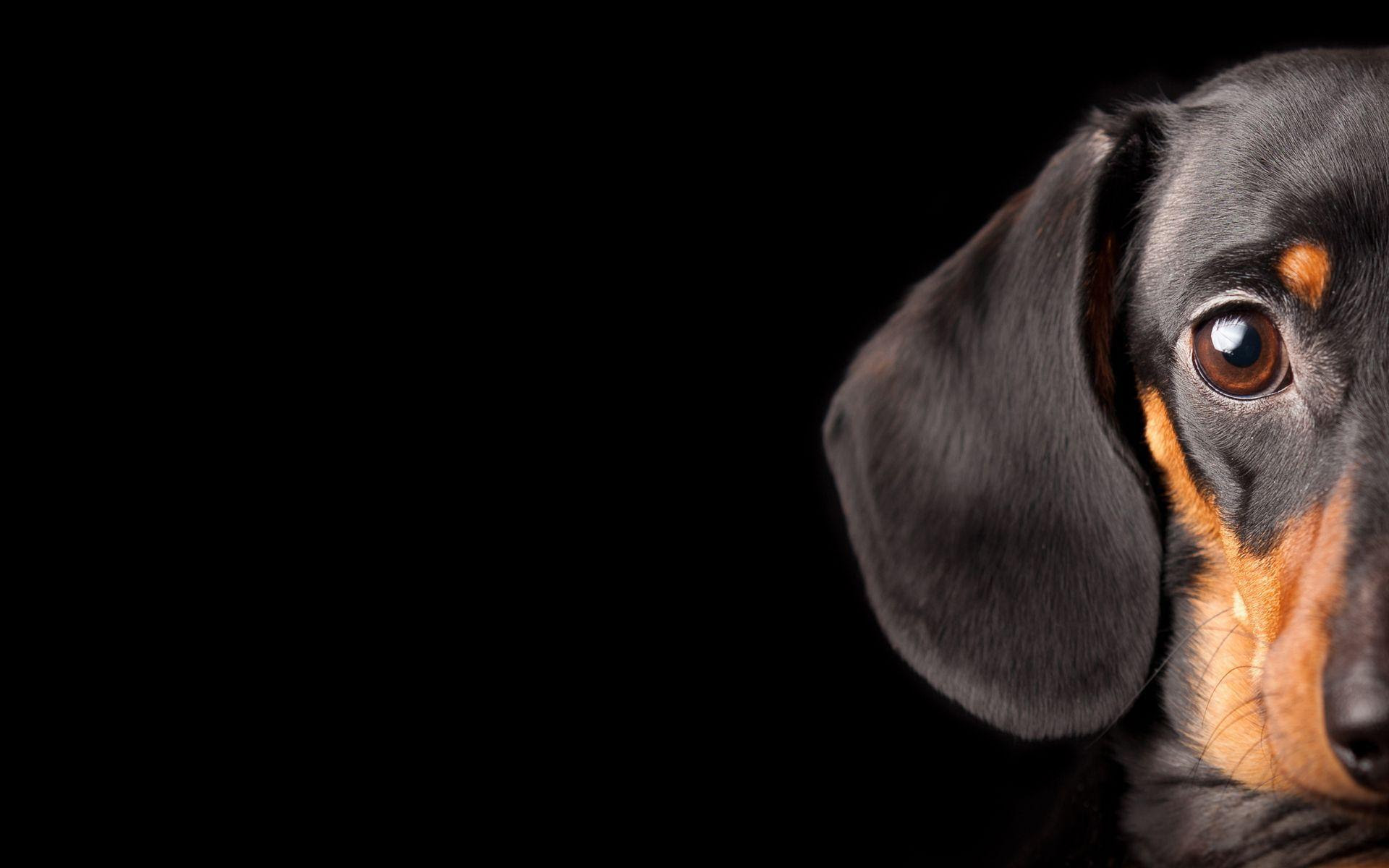 Dachshund Wallpapers Wallpaper Cave HD Wallpapers Download Free Map Images Wallpaper [wallpaper684.blogspot.com]