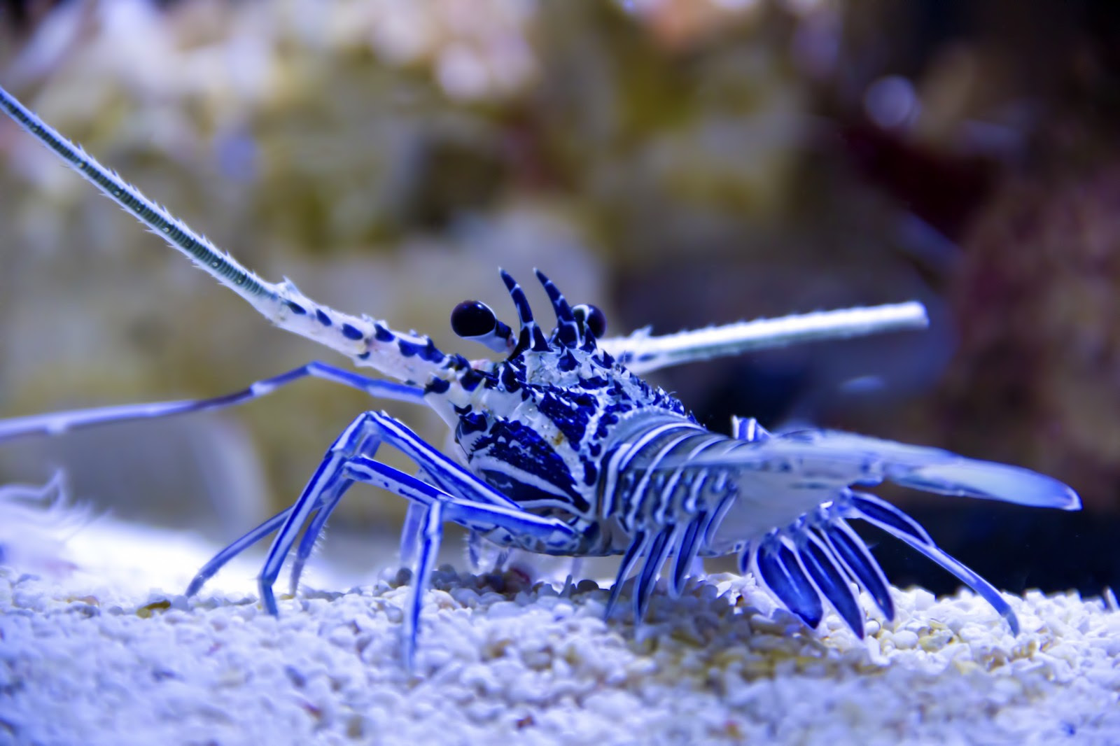 海水魚飼育 でエビを飼いたい 記憶に残したいときのメモ帳