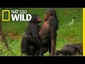 Video: Umewahi waona wanyama jamii ya Nyani waki-make love?/ Wild wives of Africa-Bonobo love