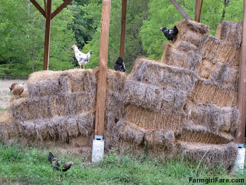 (23-10) The young chickens love hopping around on these few bales of last year's hay we saved - FarmgirlFare.com