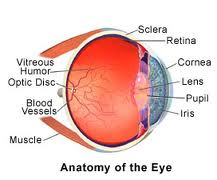 Homeopathic_doctor_chandigarh_eye