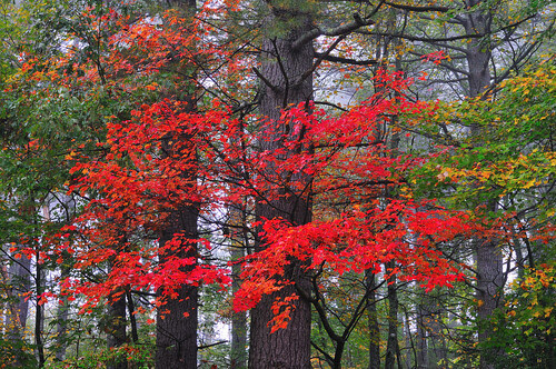 Pine Red