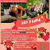 Why Are Red Pandas Endangered