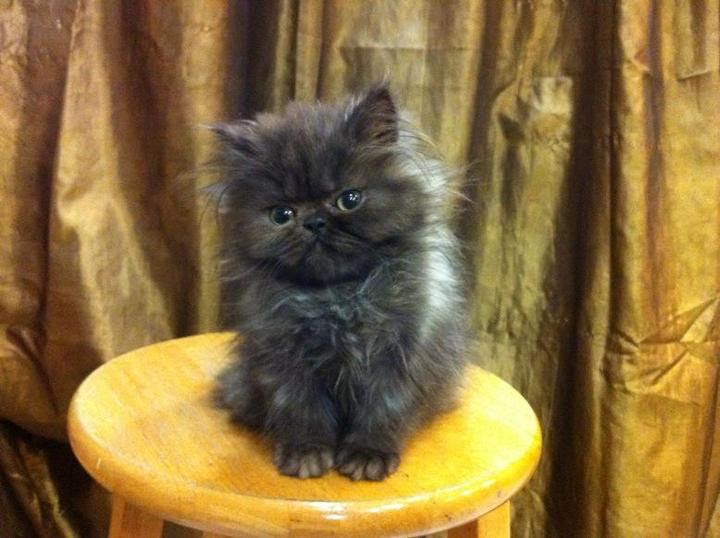 Persian Kitten Sold - 6 Years 8 Months, Flat Face Persian Kitten Cat from Cheras, Selangor 