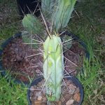 post-13830-0-19185700-1405597630