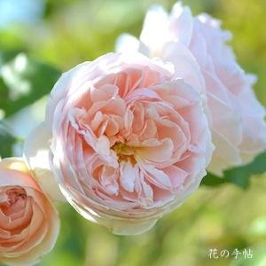 バラ エブリン エベリン Rose Evelyn シュラブ イングリッシュローズ 00品種以上の薔薇 を作出者 交配親などのデータと美しい写真で紹介する花の手帖のwebバラ図鑑