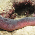 Sea Snot Cucumber / Octonauts - The Snot Sea Cucumber : It is most closely related to another species in its genus of 34 species leptosynapta known as leptosynapta inhaerens.