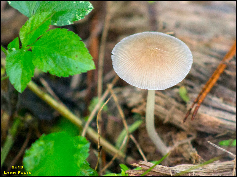 Mushroom