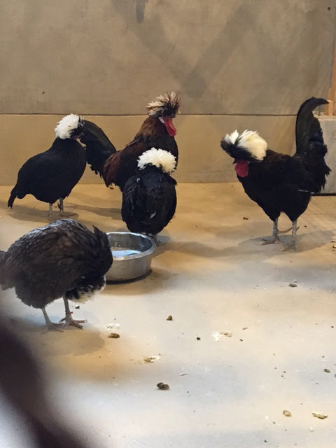 旭山動物園くらぶコラム 来年はとり年