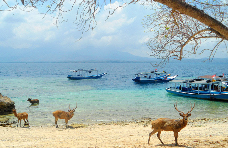 Pulau Menjangan, Surga Diving Sempurna Di Bali Barat