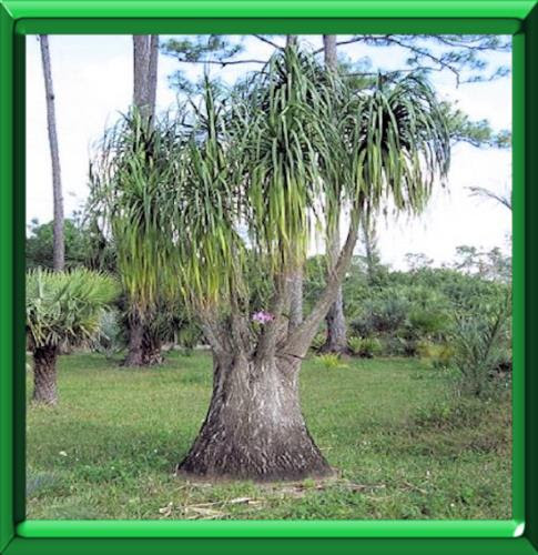 Noline Recourbee Ou Beaucarnea Recurvata Fiche Technique Complete