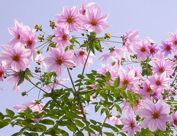 月別アーカイブ 園芸ナビ 花と野菜の育て方