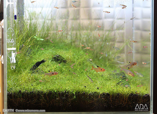 水草レイアウト上達のコツ 基礎知識編 水草レイアウト上達のコツ 熱帯魚のことなら みずものコム