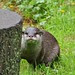 Cheeky otter