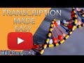 Model of dna and rna strands 148423