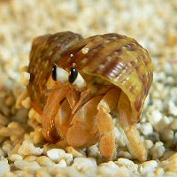 ヤドカリパーク オカヤドカリ専門店 オカヤドカリの脱皮