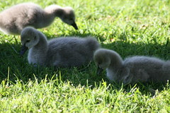 Morning walk 5/9/2008