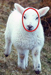 The Simplified Head