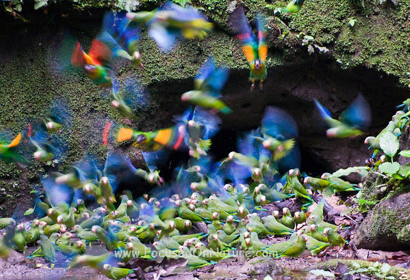 Wings of Color