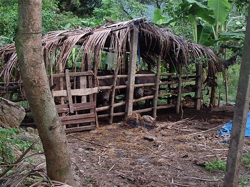 Water buffalo pen by Karissa Darvin