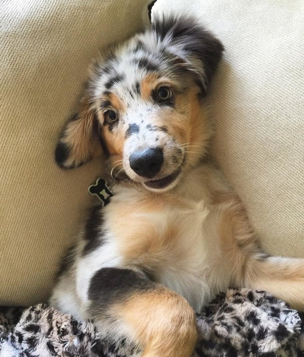 Australian shepherd dogs are the worst.