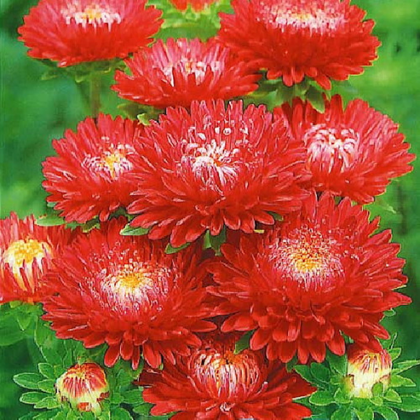 菊の色別 種類別の花言葉について 植物navi