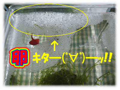 ハサウェイの水草水槽への道 ベタ男とベタ子の愛の結晶