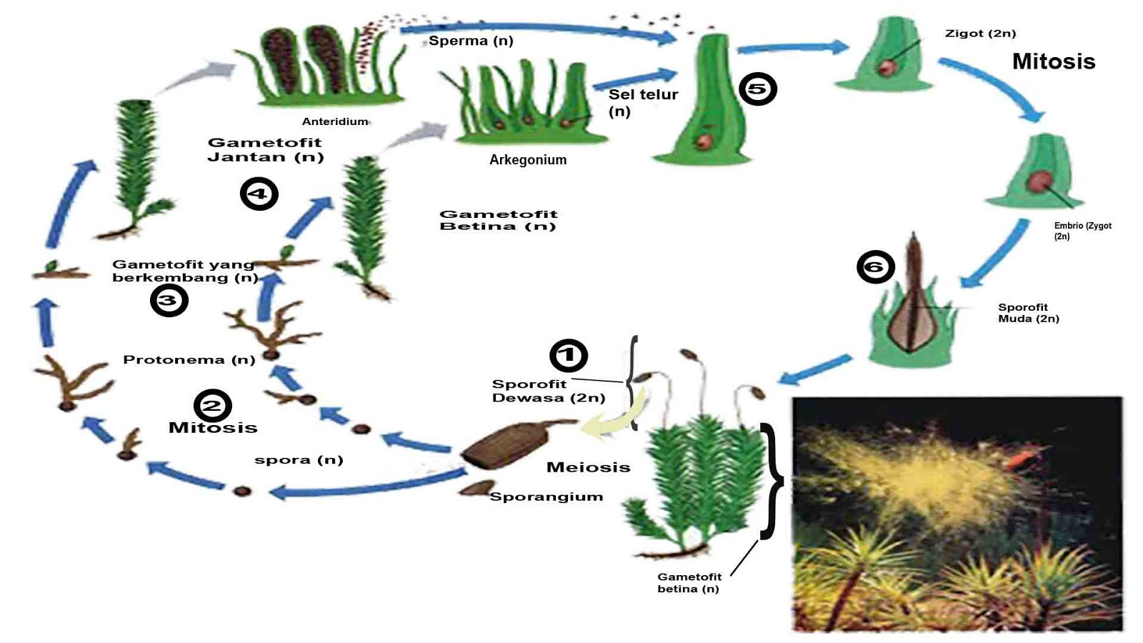  Metagenesis Tumbuhan Lumut  Beserta Skema Metagenesis  Lumut  