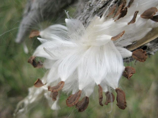 milkweed seeds