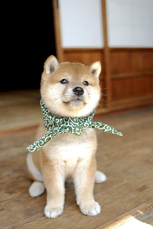 すべての花の画像 最高柴犬 壁紙