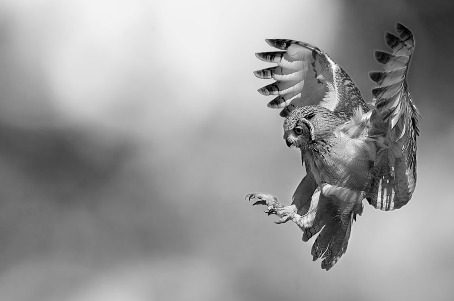 nature photography, Stefano,