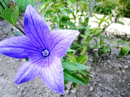 桔梗の花言葉 意味とはフレーズ表現辞典