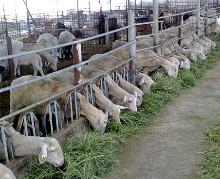 OpiFlow� - Management System and Milking Equipment for ...
