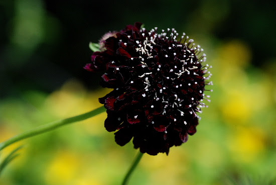 スカビオサ ヤッパリ黒花が好き 晴れたらいいね
