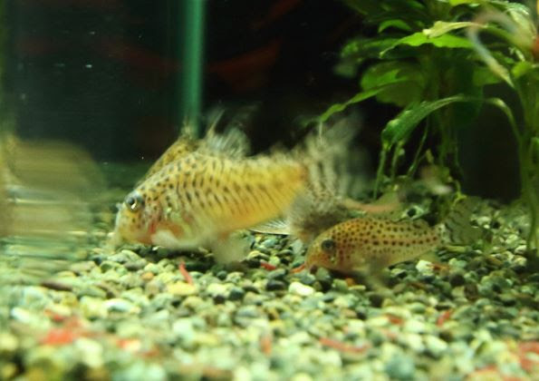 コリドラスが餌を食べない原因と対処法 気楽にコリドラス