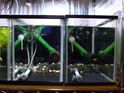 グッピーに始まりグッピーに終わる 餌の食いつき