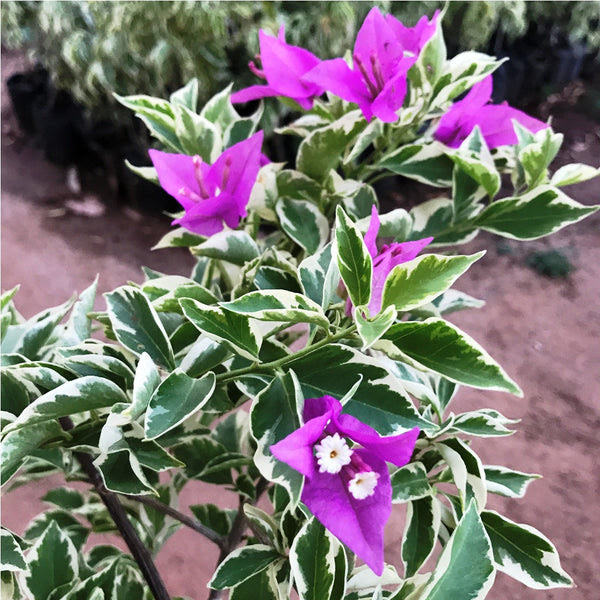 Bougainvillea 'Blueberry Ice' - myBageecha
