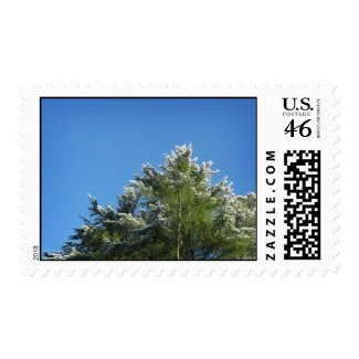 Snow-tipped Pine Tree on Blue Sky – Medium stamp