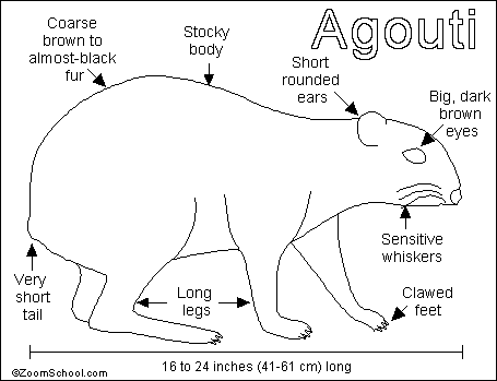 The agouti is a short tailed