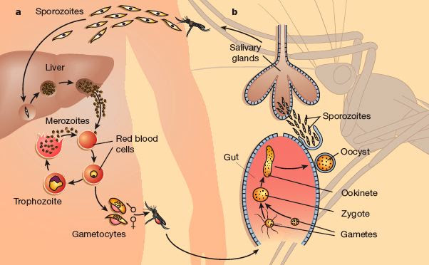 After lysis of hepatocytes, merozoytes spread into the bloodstream and red 