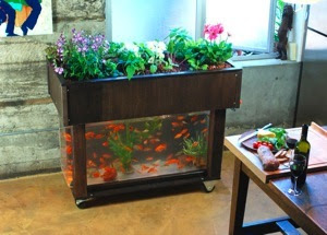 Aquaponics fish kit Best fish tank: Check out these top-rated sea sanctuaries