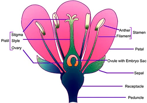 Different Parts of Flower - QS Study