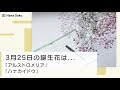 [ベスト] 3 月 25 日 誕生 花 443682