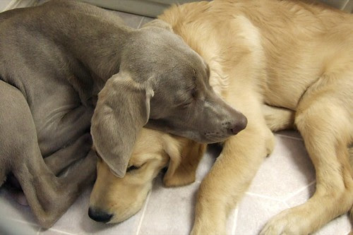 Friends Napping Too by Back in the Pack