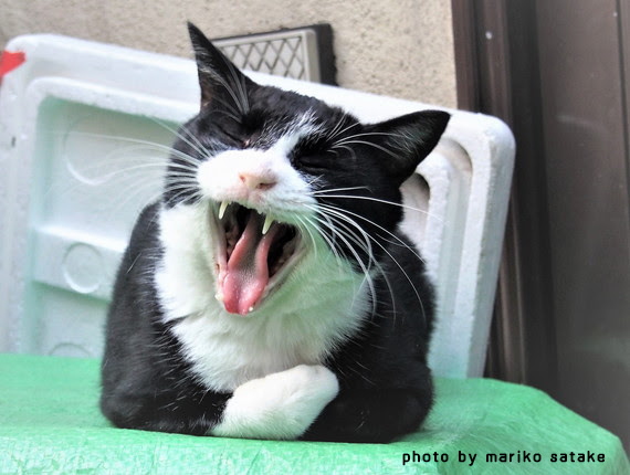 猫のあくびのヒミツ フェリシモ猫部