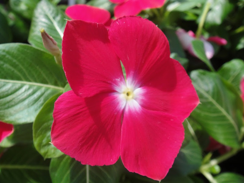 花弁 ５枚 野の花図鑑