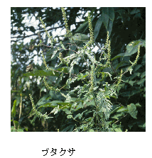 キク科花粉症