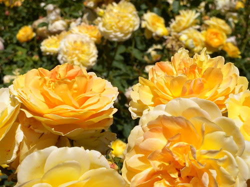 Rosedal