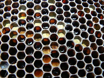 pollen et nectar.jpg